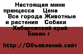 Настоящая мини принцесса  › Цена ­ 25 000 - Все города Животные и растения » Собаки   . Хабаровский край,Бикин г.